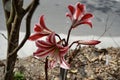 Amaryllis Lily Dutch Giant Bulb ÃÂ¢Ã¢âÂ¬Ã¢â¬Å Amaryllis Lily flowers, with the blurry background of nature.